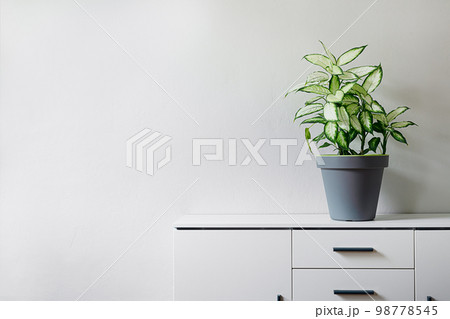 Dieffenbachia or Dumb cane plant in a gray flower pot on a white dresser in a room, minimalist and scandinavian style, copy space Dieffenbachia or Dumb cane plant in a gray flower pot on a white dresser in a room, minimalist and scandinavian style, copy space 98778545