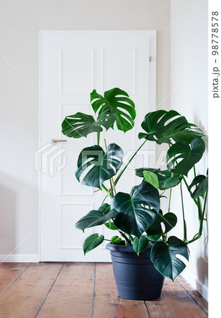 Plant of Monstera deliciosa in gray pot in a light room, home gardening and connecting with nature Plant of Monstera deliciosa in gray pot in a light room, home gardening and connecting with nature 98778578