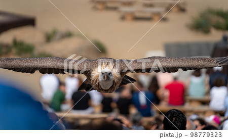 Spectacular vulture flying towards the camera over the crowd 98779323