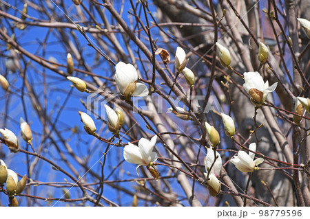 ハクモクレン（白木蓮） 98779596