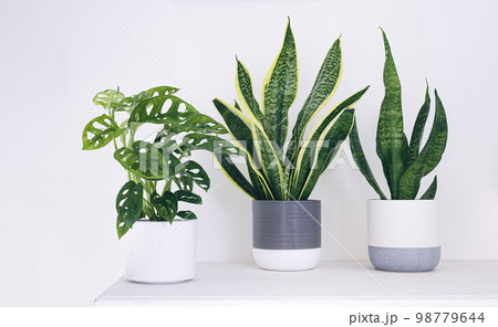 Monstera monkey mask and sansevieria 98779644