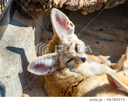 かわいいフェネックの愛らしいしぐさ 眠い かわいいフェネックの愛らしいしぐさ 眠い 98780074