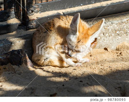 かわいいフェネックの愛らしいしぐさ　毛づくろい 98780093