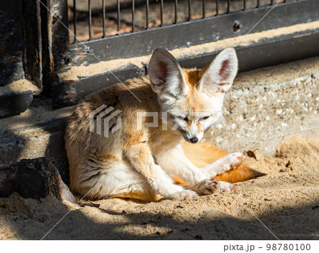かわいいフェネックの愛らしいしぐさ　毛づくろい 98780100