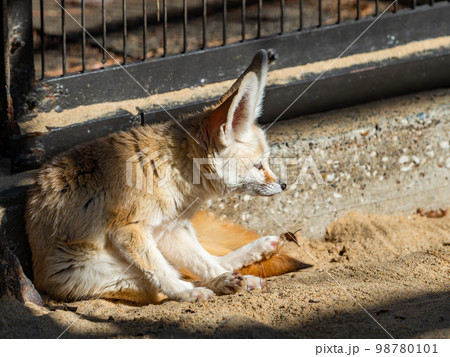 かわいいフェネックの愛らしいしぐさ　毛づくろい 98780101