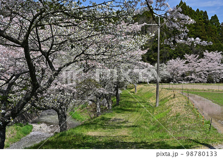 春の丹波篠山 98780133