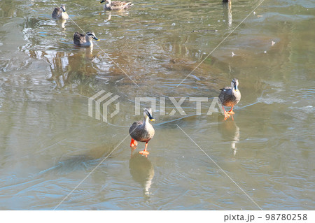 池に張った氷の上を歩くカルガモ 池に張った氷の上を歩くカルガモ 98780258