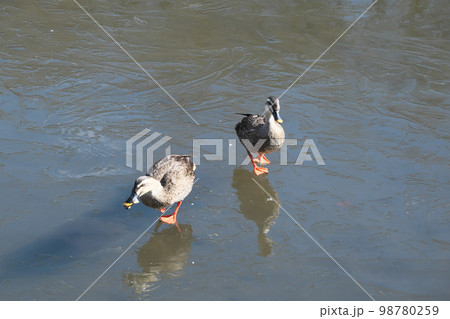 池に張った氷の上を歩くカルガモ 98780259
