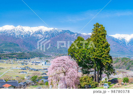 【春素材】南信州の一本桜・吉瀬のしだれ桜【長野県】 98780378