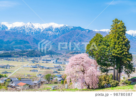 【春素材】南信州の一本桜・吉瀬のしだれ桜【長野県】 【春素材】南信州の一本桜・吉瀬のしだれ桜【長野県】 98780387