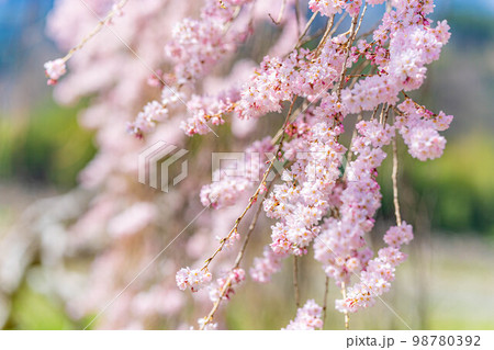 【春素材】南信州の一本桜・吉瀬のしだれ桜【長野県】 98780392