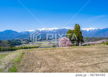 【春素材】南信州の一本桜・吉瀬のしだれ桜【長野県】 【春素材】南信州の一本桜・吉瀬のしだれ桜【長野県】 98780400
