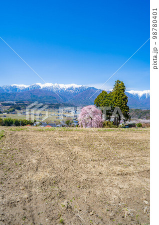 【春素材】南信州の一本桜・吉瀬のしだれ桜【長野県】 【春素材】南信州の一本桜・吉瀬のしだれ桜【長野県】 98780401