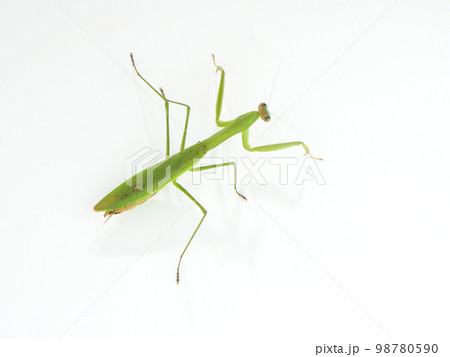 壁に張り付いているオオカマキリ 壁に張り付いているオオカマキリ 98780590