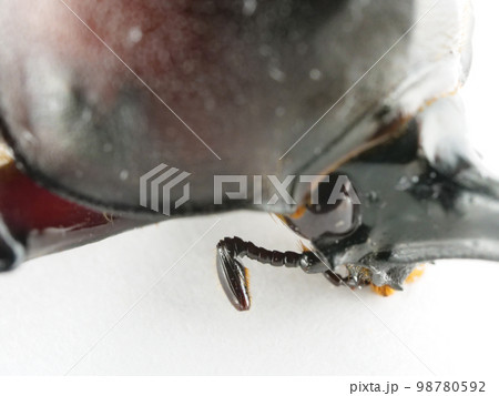 匂いを感じ取るカブトムシの触覚 98780592