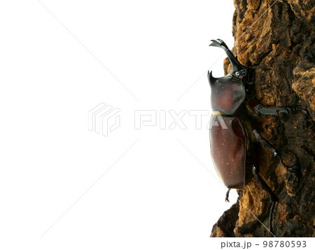 木にとまっているカブトムシのオス 98780593