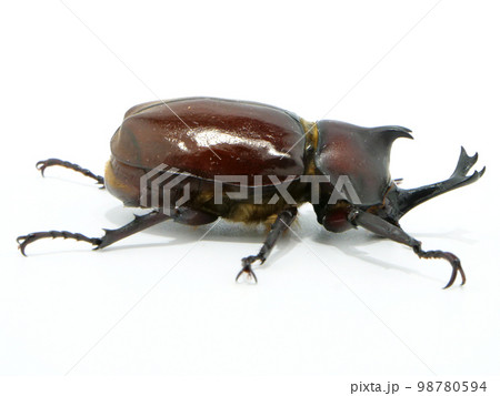 横から見たカブトムシのオス 98780594