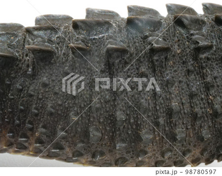 アカメカブトトカゲの胴体部分 アカメカブトトカゲの胴体部分 98780597