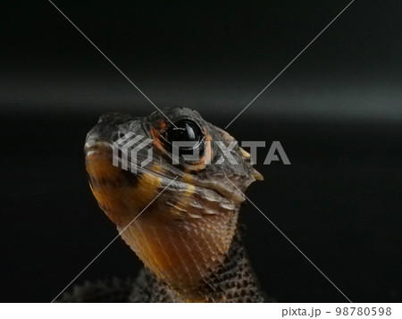 見上げるアカメカブトトカゲ 98780598