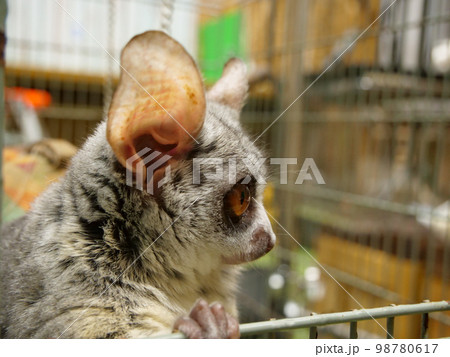 大きな耳のショウガラゴの横顔 98780617