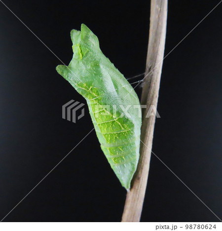 間近で見るアゲハチョウの蛹 98780624