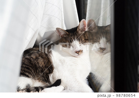 眠る猫　キジトラ猫 98780654