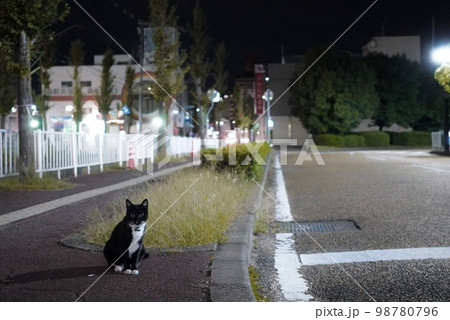 ねこ -信号待ちする猫- ねこ -信号待ちする猫- 98780796
