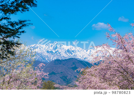 【春素材】春の絶景・小川村番所の桜【長野県】 【春素材】春の絶景・小川村番所の桜【長野県】 98780823