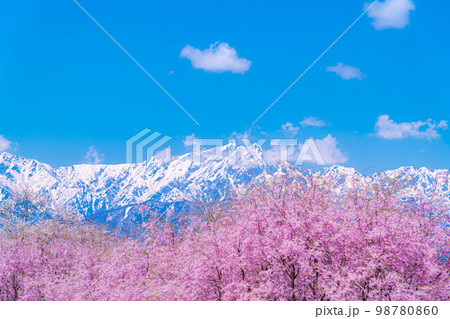 【春素材】春の絶景・小川村番所の桜【長野県】 98780860