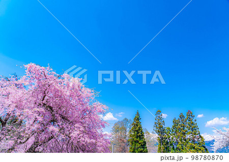 【春素材】春の絶景・小川村番所の桜【長野県】 98780870