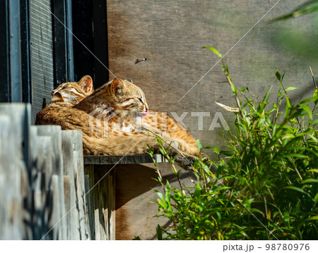 ベンガルヤマネコのかわいい姿　リラックス 98780976