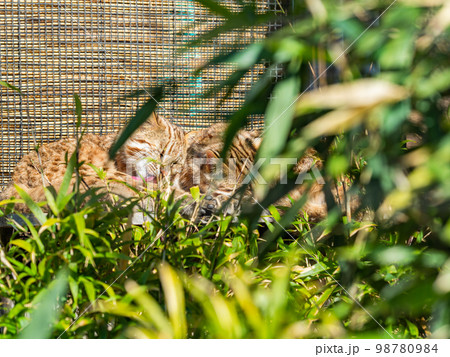 ベンガルヤマネコのかわいい姿　リラックス 98780984