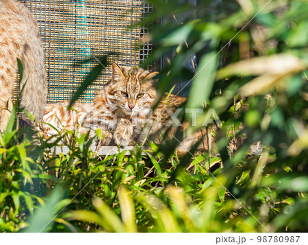 ベンガルヤマネコのかわいい姿 リラックス ベンガルヤマネコのかわいい姿 リラックス 98780987
