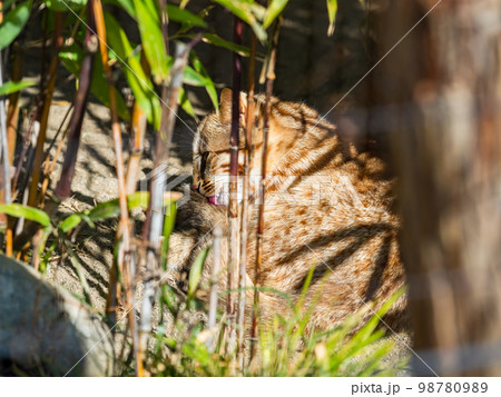 ベンガルヤマネコのかわいい姿　リラックス 98780989