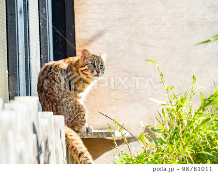 ベンガルヤマネコのかわいい姿　リラックス 98781011