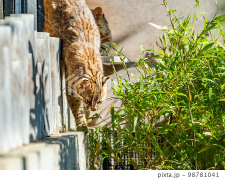ベンガルヤマネコのかわいい姿 リラックス ベンガルヤマネコのかわいい姿 リラックス 98781041