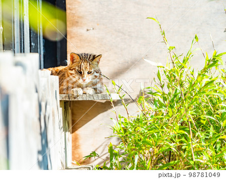 ベンガルヤマネコのかわいい姿 リラックス ベンガルヤマネコのかわいい姿 リラックス 98781049