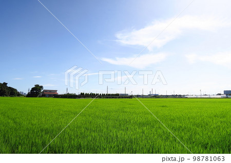近郊の夏の青田風景 近郊の夏の青田風景 98781063