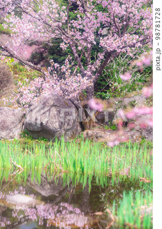 【春素材】南信州・光前寺の枝垂桜【長野県】 【春素材】南信州・光前寺の枝垂桜【長野県】 98781728