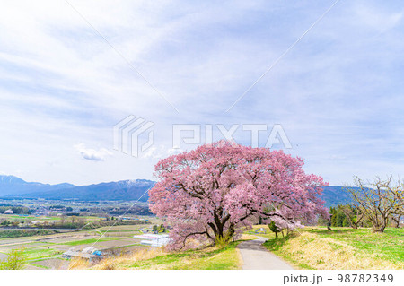 【桜素材】南信州・上ノ平城跡の一本桜【長野県】 98782349
