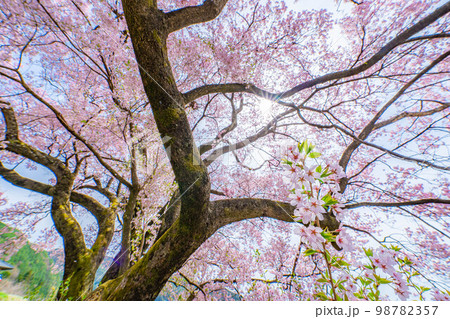 【桜素材】南信州・上ノ平城跡の一本桜【長野県】 98782357