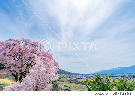 【桜素材】南信州・上ノ平城跡の一本桜【長野県】 98782362