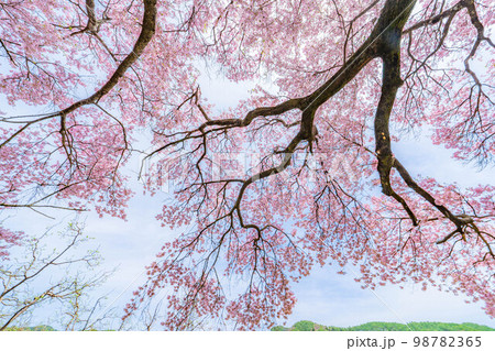 【桜素材】南信州・上ノ平城跡の一本桜【長野県】 【桜素材】南信州・上ノ平城跡の一本桜【長野県】 98782365