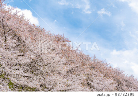 【桜素材】弘法山古墳の桜【長野県】 【桜素材】弘法山古墳の桜【長野県】 98782399