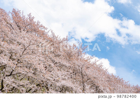 【桜素材】弘法山古墳の桜【長野県】 【桜素材】弘法山古墳の桜【長野県】 98782400
