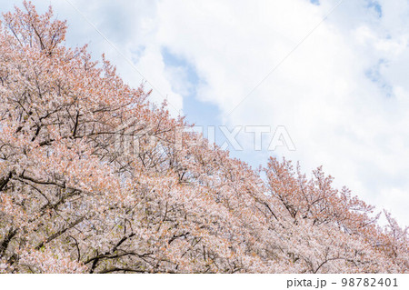 【桜素材】弘法山古墳の桜【長野県】 【桜素材】弘法山古墳の桜【長野県】 98782401