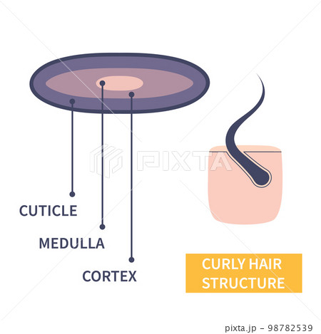 hair strand diagram