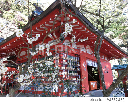 梅が咲く受験シーズンの荏柄天神社 98782822