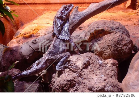 ライトを浴びるエリマキトカゲ ライトを浴びるエリマキトカゲ 98782886