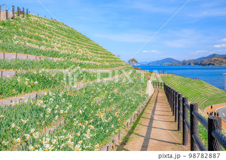 野母崎水仙の丘　長崎県長崎市 98782887